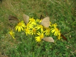 Kurská kosa