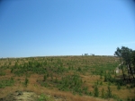 Kurská kosa