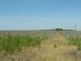 Kurská kosa