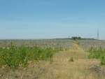 Kurská kosa