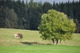 Před Muckovem.