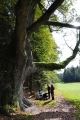 500 let stáří, přes 7m obvod. Suchá čísla zajímavého stromu, který již něco pamatuje...