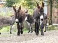 Oslíci nedaleko vchodu svým hýkáním tak vyděsili jednoho psa bojového plemene, že v panice utekl své majitelce a zdrhal ze ZOO.