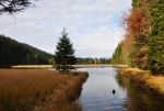 Malé Javorské jezero je jedno z osmi jezer ledovcového původu. Těmi dalšími jsou na německé straně ještě Velké Javorské a Roklanské, na české pak Černé, Čertovo, Laka, Prášilské a Plešné.