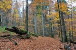 Jde se přímo mezi padlými velikány a tak je možnost pro skvělé kompozice. O tom, že je zde prales jsme nevěděli a jen náhodou vybrali tuto cestu k Falkensteinu.