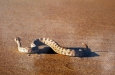California, Death Valley, Mesquite Sand Dunes - chřestýš, bohužel jen z informační cedule