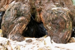 California, Sequoia National Park - pata sekvoje