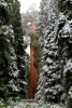 California, Sequoia National Park - vicekrál všech stromů General Grant