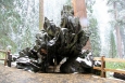 California, Sequoia National Park - Fallen Monarch 