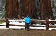 California, Sequoia National Park - trpaslíci mezi obry
