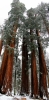California, Sequoia National Park - Parker Group - vertikální panoráma