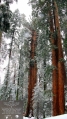 California, Sequoia National Park - král všech stromů General Sherman - vertikální panoráma