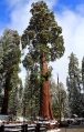 California, Sequoia National Park - mají své jméno, ale k velké lítosti nemáme zaznamenáno