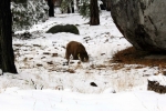 California, Sequoia National Park - mladý grizzly