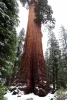 California, Sequoia National Park 