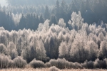 Pohled do zamrzlélo lesa.