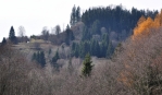 Boží muka u vrchu Nad Uhlíkovem.