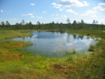 Rašeliniště Viru (Viru raba), Estonsko