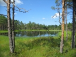 Rašeliniště Viru (Viru raba), Estonsko