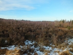 jak severská tundra nebo tajga 