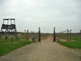 V nitru Birkenau