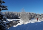 Z Modravy kvalitní stopa míří podle Roklanského potoka k Rybárně a Javoří pile. Azurově zbarvené nebe skvěle kontrastuje s jiskřivě bílým sněhem.
