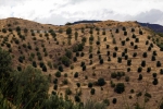 Národní park Aspromonte