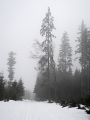 Nad Kubovo Hutí se okolo mohutného Obrovce (1 146m) pravidelně obnovují závodní běžkařské okruhy, kterých jsme i my využili. Mimo vysoký les se jelo velmi dobře, v něm byla stopa zmrzlejší a hlavně zasypaná jehličím a větvičkami. Přesto jsme si poslední letošní jízdu užili.