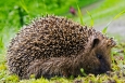 Orlík - fauna parku