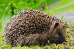 Orlík - fauna parku