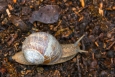 Orlík - fauna parku