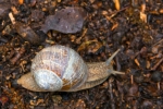 Orlík - fauna parku