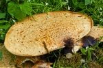 Orlík - detail houby, pro porovnání velikosti je vyfotografován s dvacetikorunou