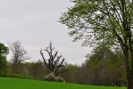Nad Tvrzským rybníkem stojí zvláštně ořezaný strom.