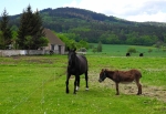 Skočický hrad od Krašlovic.