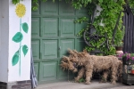 Nedaleké zahradnictví hlídá vzorně tento foxteriér.