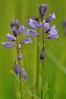 Sestup z Hadího vrchu provází první kapky ze zataženého nebe a také hledání orchidejí a jiných vzácných rostlinek.