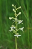Vyskytuje se zde vzácný prstnatec Fuchsův, my jsme narazili pouze na několik exemplářů vemeníku dvoulistého (Platanthera bifolia).