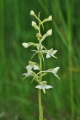 Vyskytuje se zde vzácný prstnatec Fuchsův, my jsme narazili pouze na několik exemplářů vemeníku dvoulistého (Platanthera bifolia).