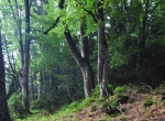 Bučiny pod Formbergem zachraňují okolní smrkové lesní porosty před kůrovcem. Přesto se i zde zásah dřevařů projevil. Vrchol hory Ždánidla je dnes bez vzrostlých stromů. Podobně na tom je většina vysokých vrcholů a hřbetů.