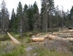 Že i v NP Bavorský les existují výjimky, když jde o les, je jasně vidět na vice místech.