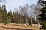 Před Modravou.