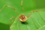 Tento tvor sice vypadá jako pavouk, ale pravda je, že s ním nemá moc společného.