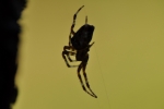 Signální lano funguje jako alarm a kamera zároveň. Predátor tak podle síly a charakteru chvění dobře ví s kým má tu čest.
