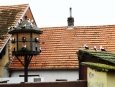 A hned odnaproti i podobně zbarvení holoubci.