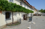Stara trta („Stará réva“), Maribor