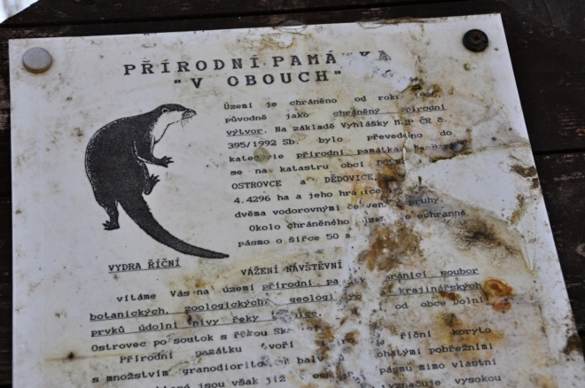 Přírodní památku V Obouch tvoří přirozené říční koryto řeky Lomnice s bohatým zastoupením květeny na přilehlých vlhkých loukách. Na jejím území se vyskytují dvě ohrožené rostliny, oměj pestrý a lilie zlatohlávek.  V korytu řeky je řada žulových balvanů. V oblasti přírodní památky se daří také chráněným druhům živočichů, z těch vzácnějších tu žije vydra říční, čáp černý nebo ještěrka obecná.