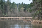 Rybník Boubelíkovec.