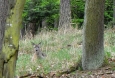 Jelenec ve střehu.