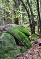 Kamenů a skal je zde, na rozdíl od nedalekých Českých Žlebů, málo.